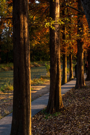 Beautiful autumn park with colorful trees and walkway in sunny dayの写真素材
