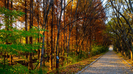 Autumn in the park. Beautiful autumn landscape with trees and roadの写真素材