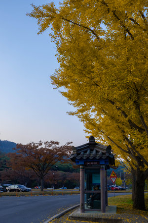 Ginkgo biloba tree in autumn season in Kyoto, Japanの写真素材