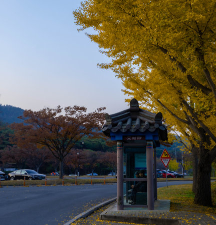 Ginkgo biloba tree in autumn, south korea.の写真素材