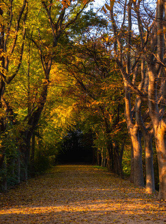 Pathway through autumn forest with yellow leaves in the park at sunsetの写真素材