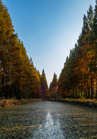 Autumn landscape with a road in the middle of the forest.の写真素材