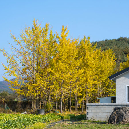 yellow ginkgo trees in autumn season with blue sky background.の写真素材