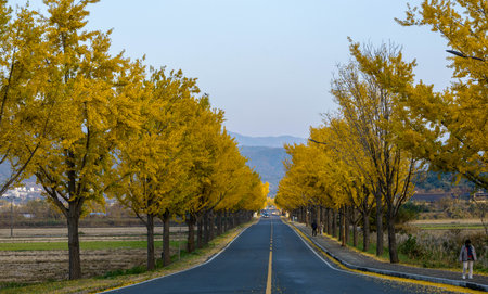 Asphalt road with yellow ginkgo trees along the roadside.の写真素材