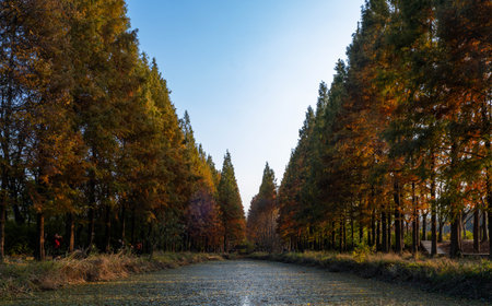 Autumn landscape with trees and a small river in the park.の写真素材