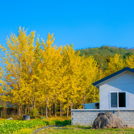 House with yellow ginkgo trees on blue sky background in autumnの写真素材