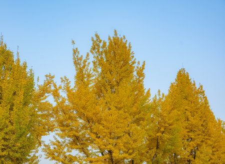 Ginkgo biloba trees against blue sky in autumn season.の写真素材