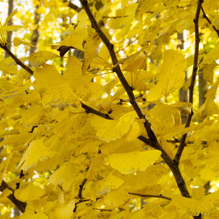 Yellow leaves of ginkgo biloba on a tree in autumnの写真素材