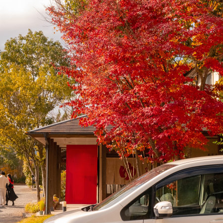 Autumn season. Red maple tree.の写真素材