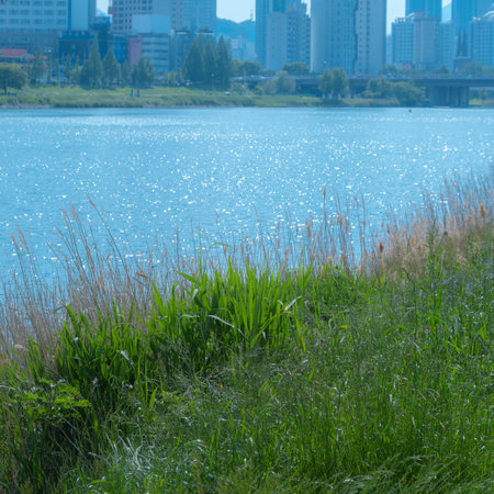 Green grass on the shore of the lake with skyscrapers in the backgroundの写真素材