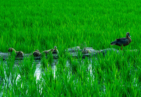 Duck and ducklings in the green rice paddy field.の写真素材