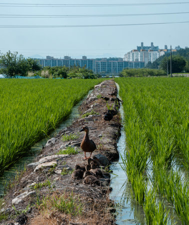 Duck and ducklings on the edge of a canal in a rice fieldの写真素材