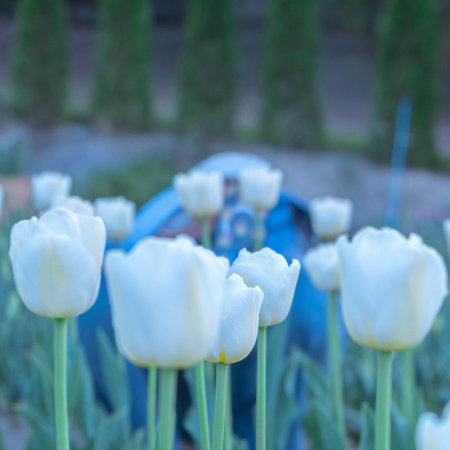 White tulips in the garden. Soft focus and shallow DOF.の写真素材