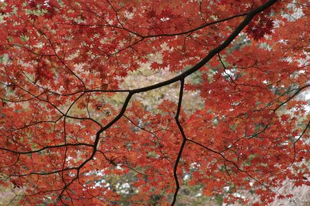 Autumn leaves, Japanの写真素材