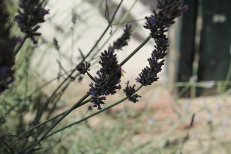 lavenderの写真素材
