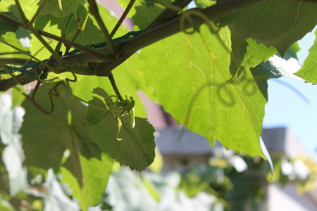 green leavesの写真素材