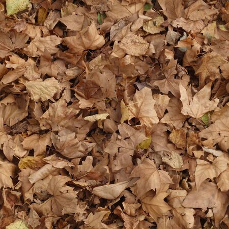 Seamless texture of fallen autumn leavesの写真素材