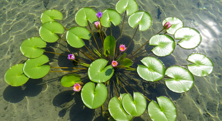 Green water lily pads. Pink purple flowers. Clear shallow water. Garden pond.の素材