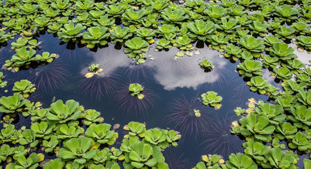 Aquatic garden with water lettuce and hyacinths plants; dark water with clouds reflectionの素材