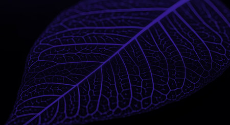 Abstract macro purple leaf skeleton reveals intricate vein patterns. Vivid detail against black backdrop. Nature's artistry shows detailed leaf venation.の素材