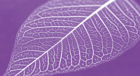 Macro image showcases intricate vein structure in white leaf. Perfect botanical shot highlighting nature's detail and biology against light purple backdrop.の素材