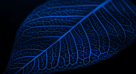 Leaf skeleton against black background for botanical studies.  Macro close up of veins and cells to show the structure for biological concepts in nature.の素材