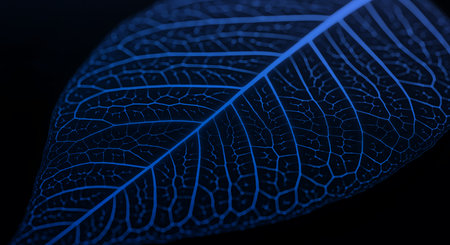 Leaf skeleton with blue veins on black backdrop. Delicate nature showcases botanical pattern and fragility, venation, translucent texture, closeup detailed backdrop.の素材