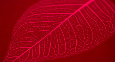 Close up depicting leaf skeleton intricate vein pattern. Red backdrop emphasizes nature delicate beauty transparency symbol design decay fragility texture light.の素材