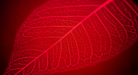 Captivating macro red leaf skeleton reveals intricate vein patterns. Vivid detail against deep red backdrop. Nature's artistry shows detailed leaf venation.の素材