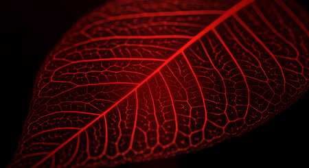Intricate details red leaf skeleton displayed in macro view. Dark backdrop emphasizes delicate veins. Nature's artistry shows detailed leaf venation.の素材