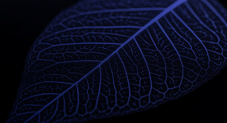 Glowing blue leaf skeleton on black background in abstract style. Best choice for natural science projects that need transparent vein detail.の素材