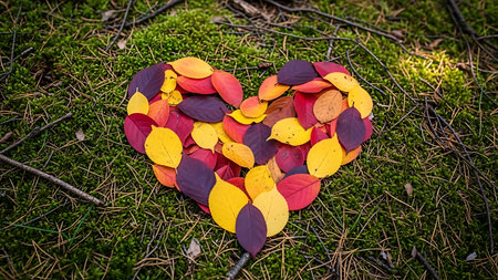 Heart shape formed by vibrant autumn leaves in shades of red, yellow, and purple rests on lush green moss, celebrating nature's beauty and seasonal transformation. Perfect for fall themes, environmental concepts, and expressions of love.の素材
