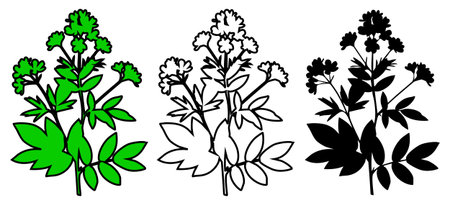 Botanical vector set featuring three variations of a wild plant: one with green fill, one as a clean outline, and one with solid black fill. Simple graphic elements.のイラスト素材