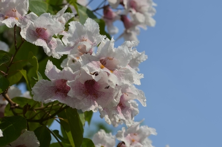 Pink Flowers