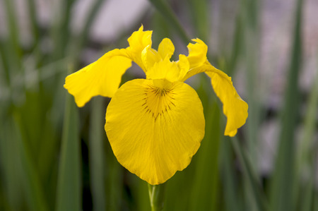 Yellow Irisの写真素材