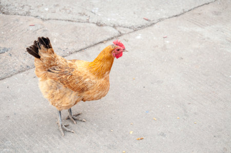 Old Henの写真素材