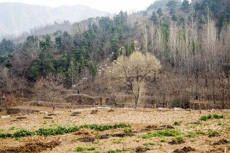 Sheep on the hillsideの写真素材