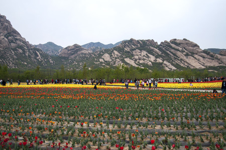 Tulipのeditorial素材