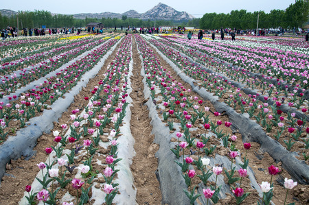 Tulipのeditorial素材