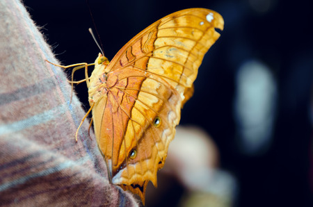 Butterflyの写真素材