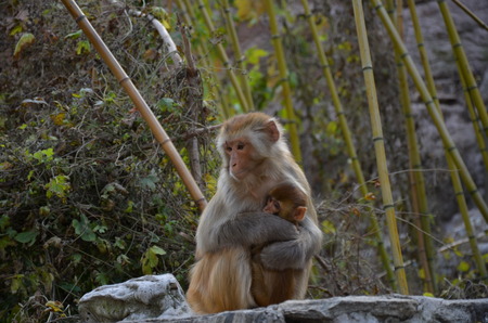 Monkeys の写真素材