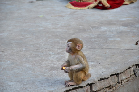 Monkeyの写真素材