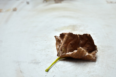 Tree leafの写真素材