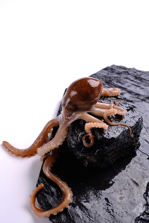 Octopus on a rock on white backgroundの写真素材