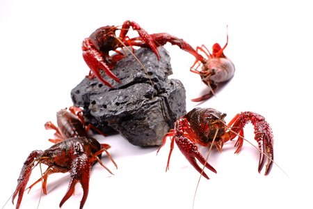 Crayfishes on a rock on white backgroundの写真素材