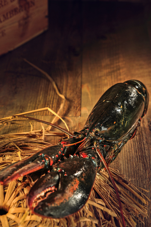 Boston lobsterの写真素材