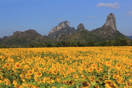 sunflower in mountainの写真素材