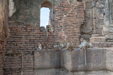 Monkey and, ancient remains Lopburi thailand