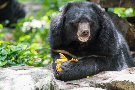 Ursus thibetanus  eating banana in zoo Thailandの写真素材