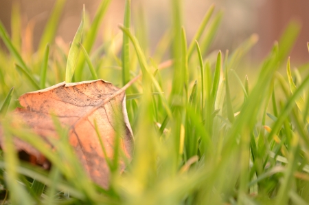 fallen leaf in natural grass leftの写真素材